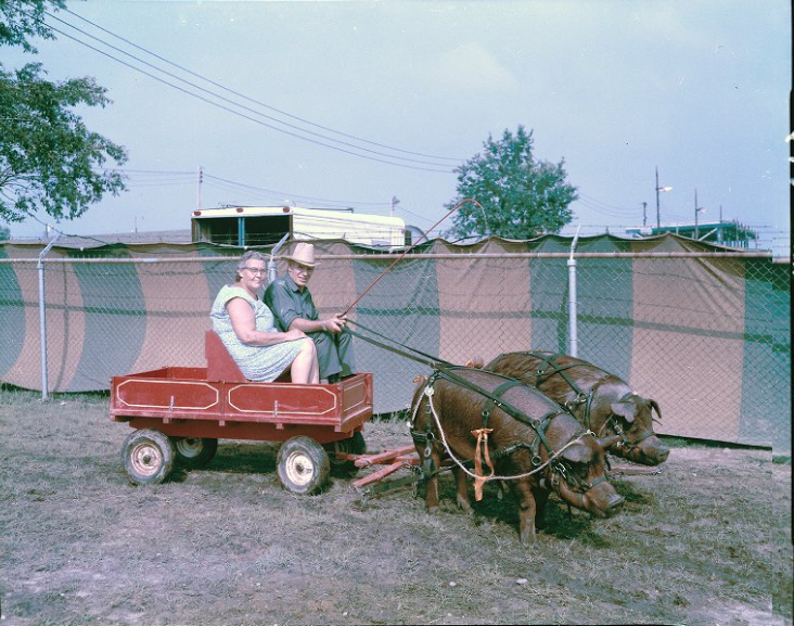 Pigs pull a cart at the Kalamazoo County Fair